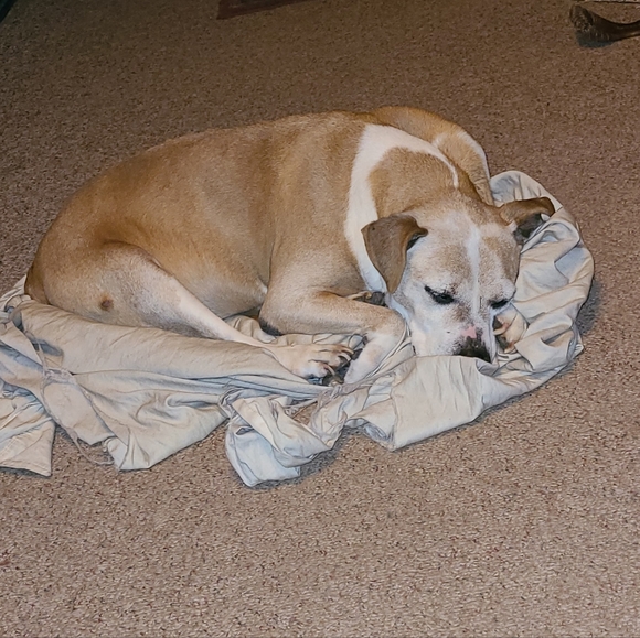 🐾LIVE/SILENT SHOW LISTING 🐾🐾🐾🐾 - Picture 14 of 16